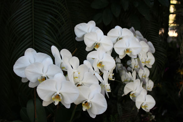 orkide çiçeği